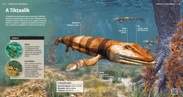 Tiktaalik