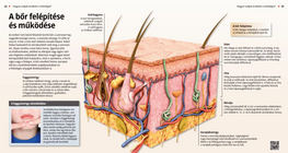 The Anatomy and Functions of the Skin
