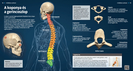 The Skull and the Spinal Column