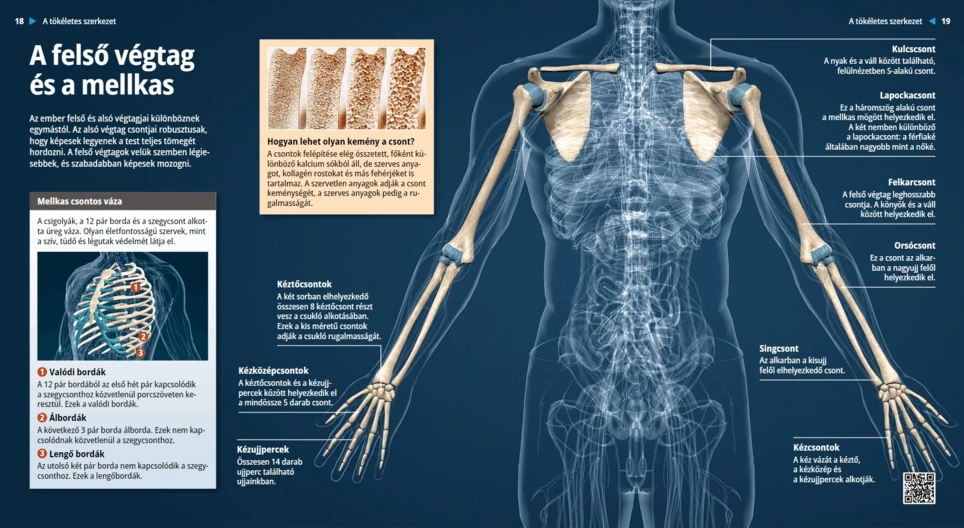 The Chest and the Upper Limbs