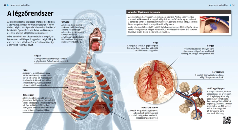 The Respiratory System