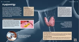 The Thyroid Gland