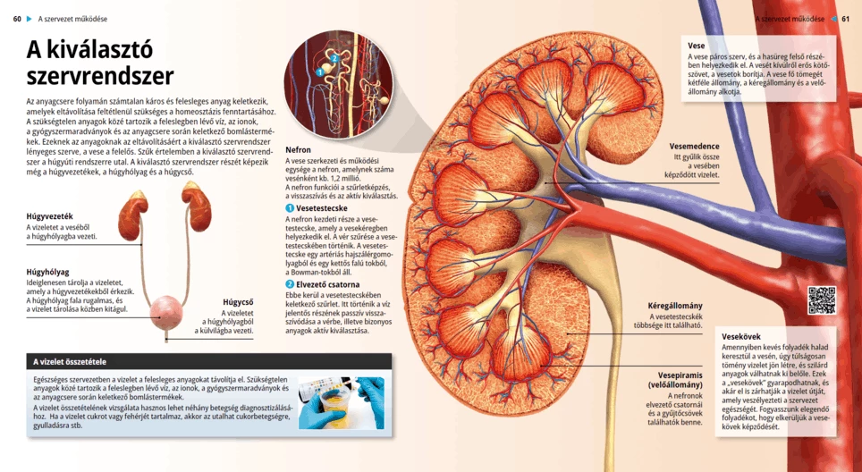 The Urinary System