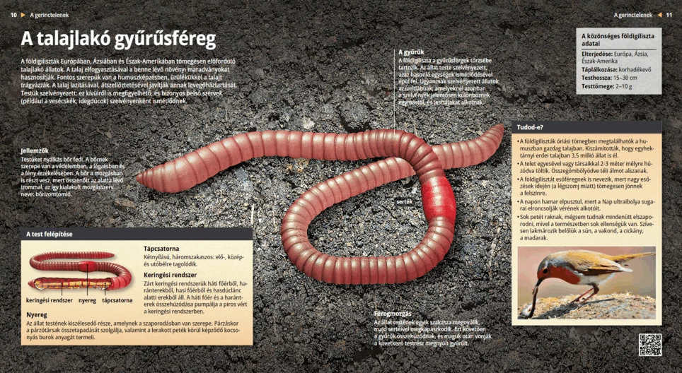 Earthworms: The Underground Helpers