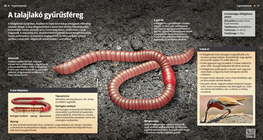 Earthworms: The Underground Helpers