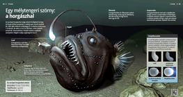 The Anglerfish: A Deep-sea Monster