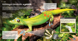 The Gecko: A Curious Climber