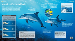 Dolphins: The Wisest Water Mammals