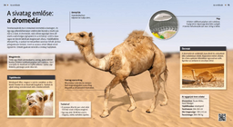 Dromedaries: Ships of the Desert