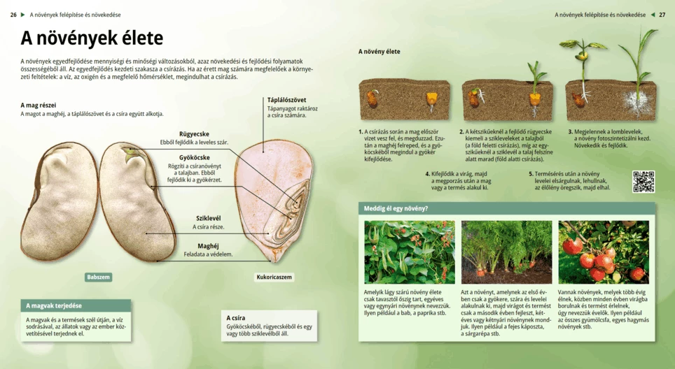 The Life Cycle of Plants