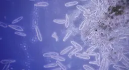 Нэг эст организмууд хэрхэн хөдөлдөг вэ?