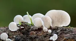 Мөөгний нууцлаг ертөнц