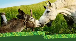 Илжиг үү эсвэл адуу уу?