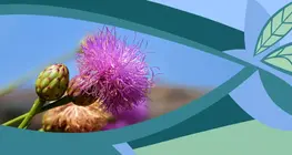Цэцэг