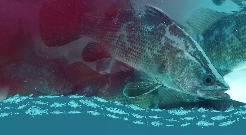 The dark side of fish farming