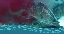 The dark side of fish farming