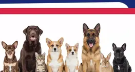 Nombres de 21 à 70 ; les animaux