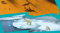 Дэлхий дээр яагаад элсэн цөл болон мөсөн бүрхүүл байдаг вэ?