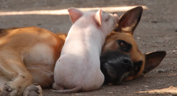 Гахай нохойноос ухаантай юу?