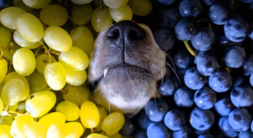 Усан үзэм таны биед сайн уу?