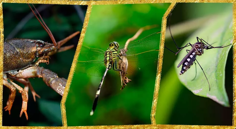 Усны үет хөлтнүүд