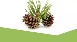 Мөнх ногоон ургамлын ертөнц