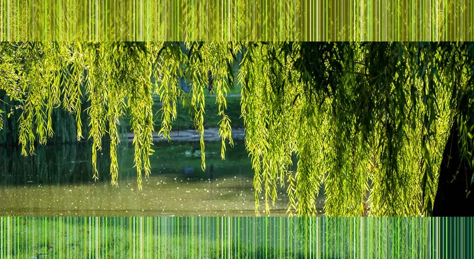 Эргийн хөвөө орчим ургадаг ургамал