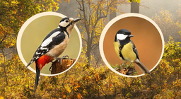 Модонд үүрлэдэг шувууд