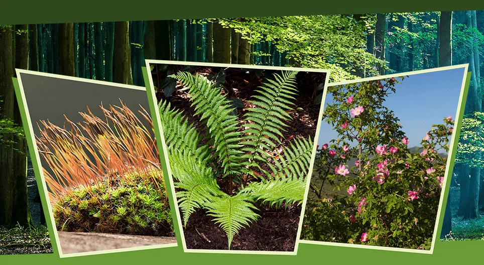 Гэрэл болон сүүдэрт