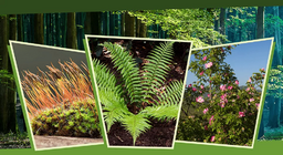 Гэрэл болон сүүдэрт