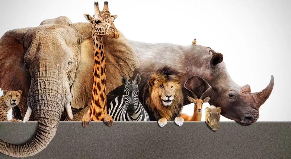 Сафари явцгаая!