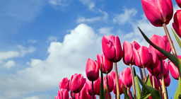 Та алтанзул цэцгийн талбайгаар алхаж байсан уу?