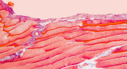 Бидний булчин ямар эдүүдээс бүрддэг вэ?