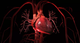 Цусны эргэлтийн тогтолцоо