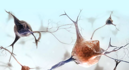 Мэдрэлийн эд ямар онцлог шинжүүдтэй вэ?