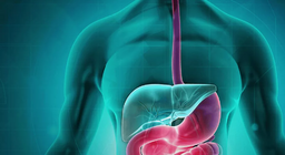 Хоол боловсруулах тогтолцоо 1-р хэсэг - Амны хөндийгөөс ходоод хүртэл