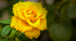 Өргөсгүй сарнай байдаг уу?