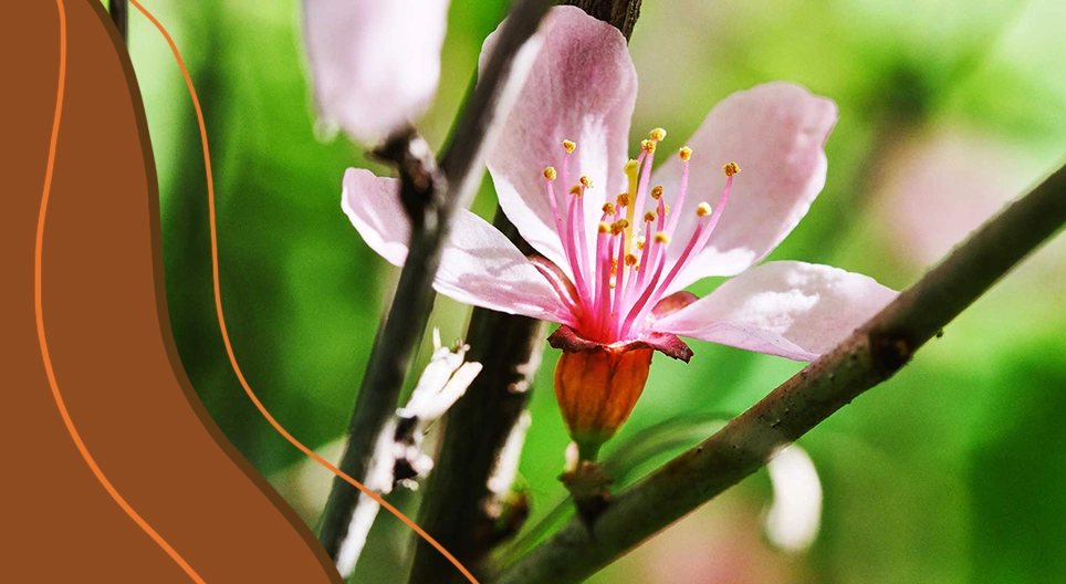 Ургамлын бүтэц