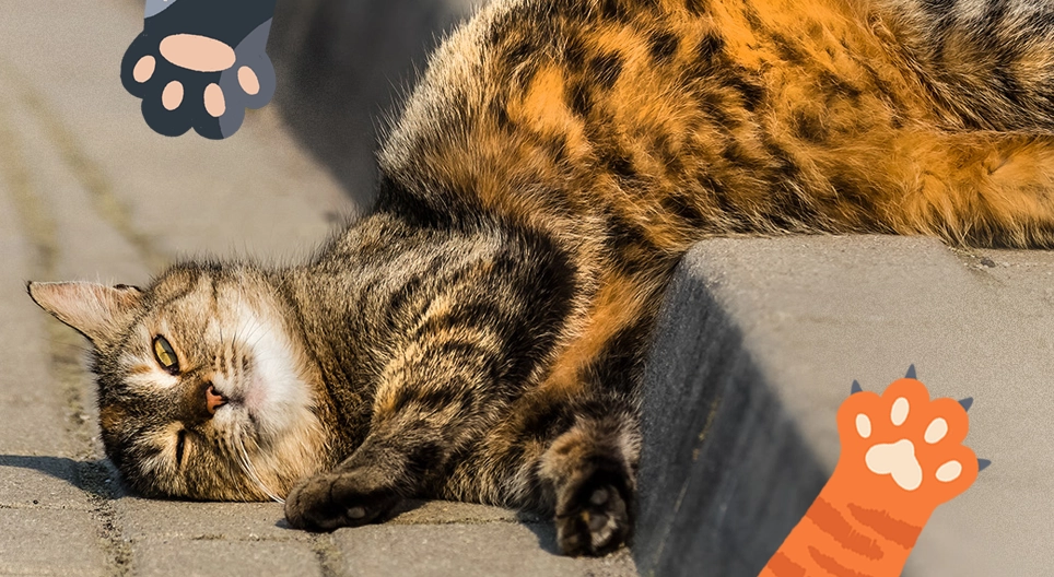 Жинхэнэ найз