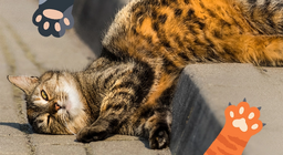 Жинхэнэ найз