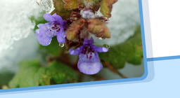 Бодисын төлөв, төлөвийн өөрчлөлт