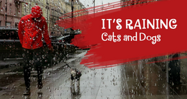It's Raining Cats and Dogs
