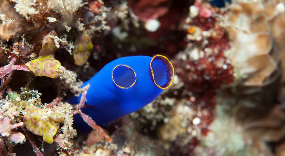 Бүрхүүлтэн (туник)