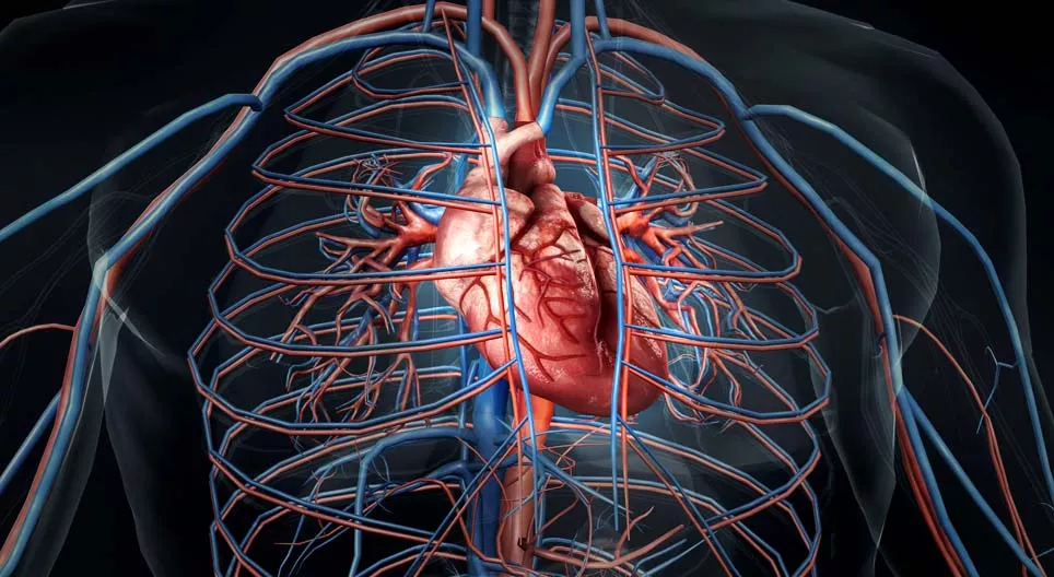 Бидний зүрх хэрхэн цохилдог вэ?