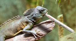 Мөлхөгчид ер нь даардаг уу?