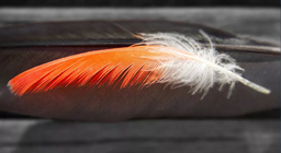 Өд анхдагч уу, шувуу анхдагч уу?