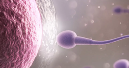 Өндгөн эс болон эр бэлгийн эс