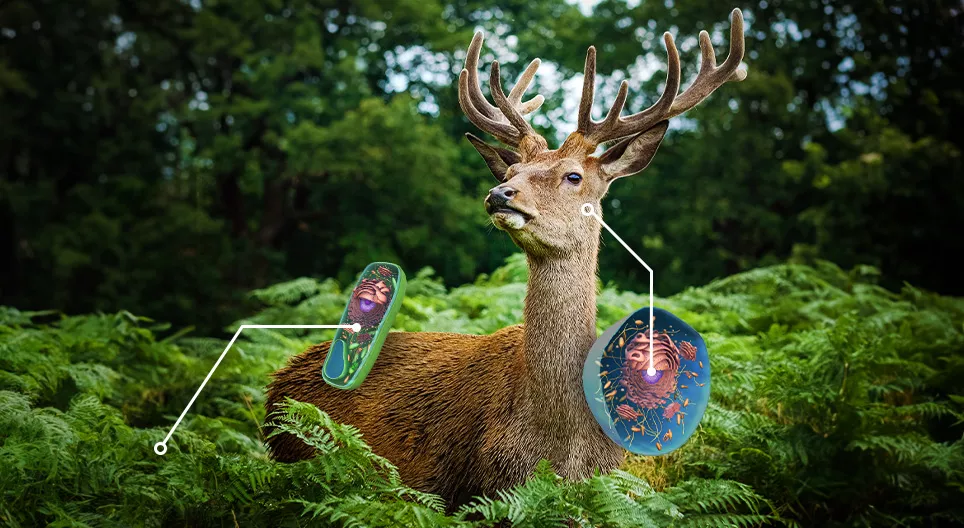 Ургамал, амьтны эсийг харьцуулъя.