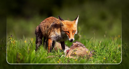 Идэш тэжээлийн хэлхээ