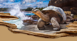 Хамгийн урт насалдаг зүйлүүд